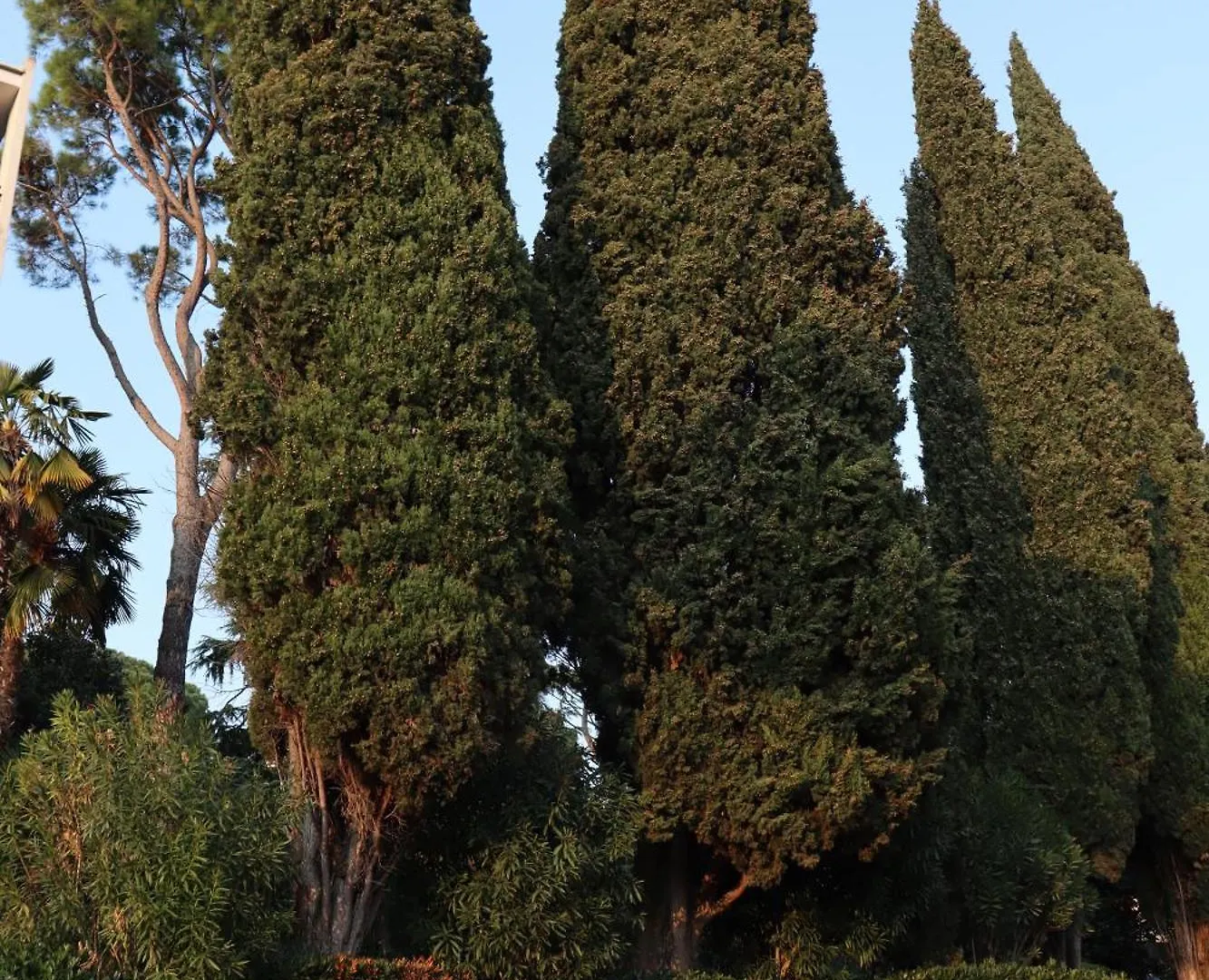 Forest In The Lake Garda  0*, Garda (Verona)